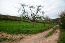 Feldrandlage Exklusives Anwesen mit einzigartigem Fernblick u. ELW *provisionsfrei* direkt vom Eigent�mer.